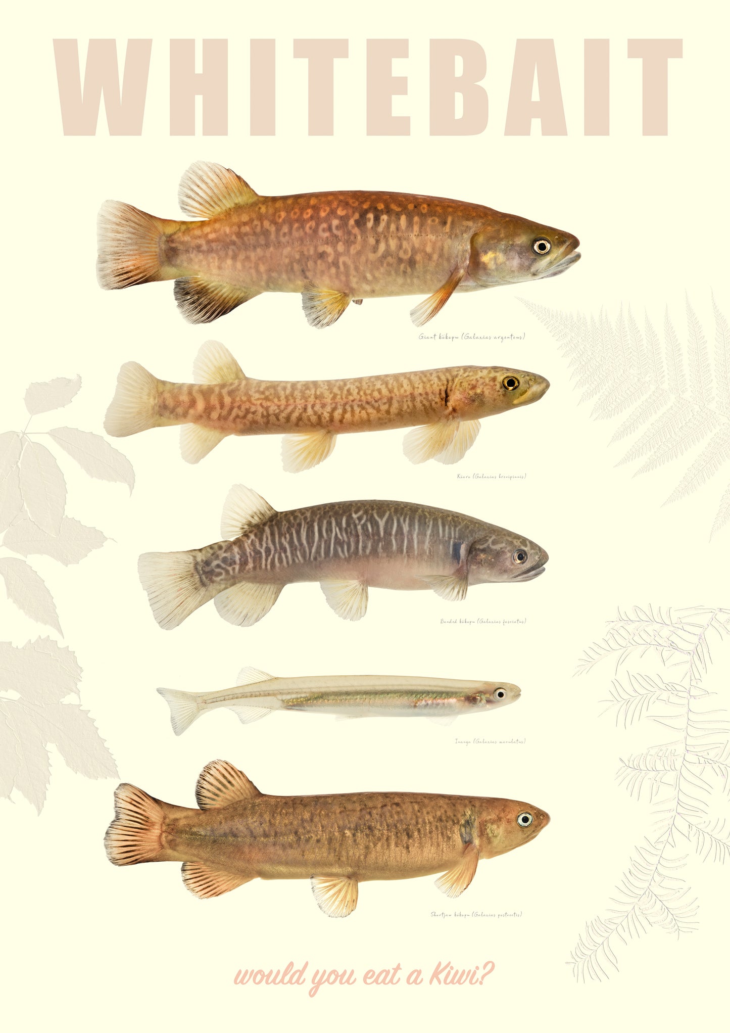 Whitebait print 'Would you eat a Kiwi'