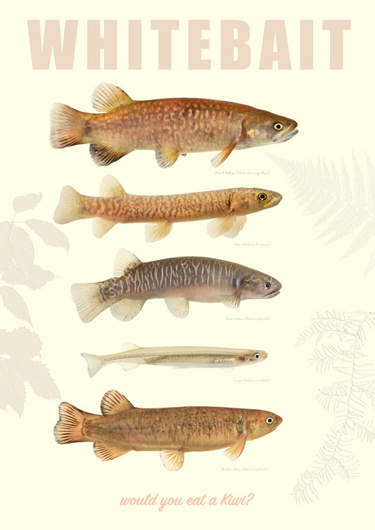 Whitebait print 'Would you eat a Kiwi'