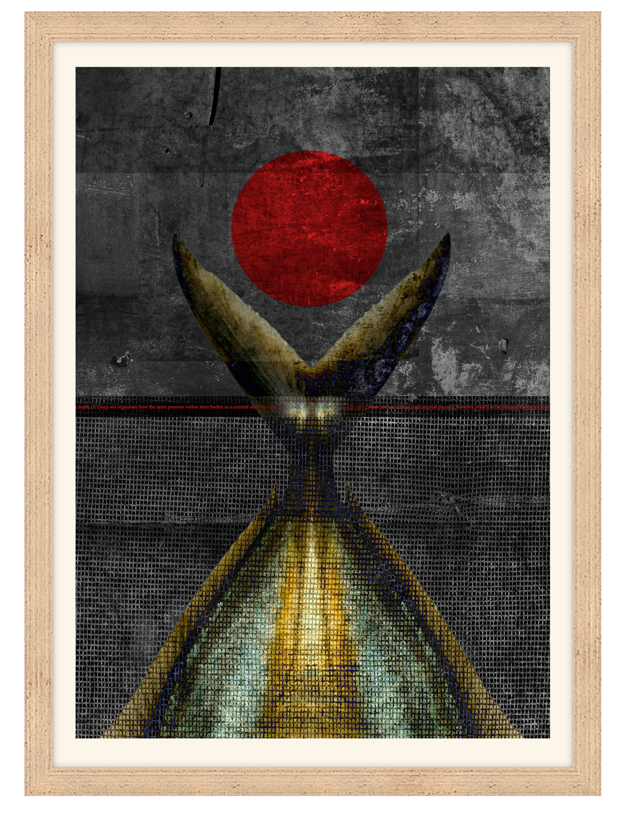 Rays Bream tail red sun