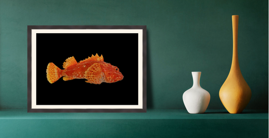 Scarpie on black background