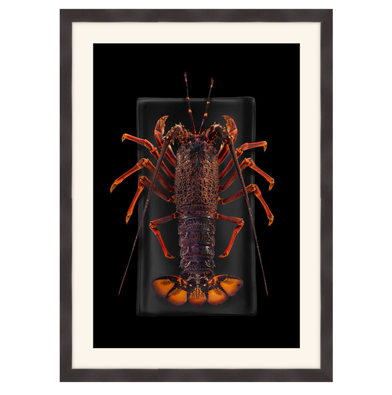 New Zealand Crayfish