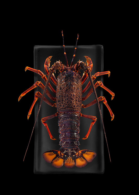 New Zealand Crayfish