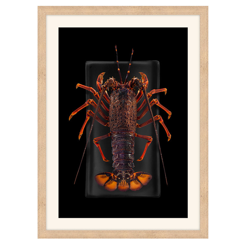 New Zealand Crayfish
