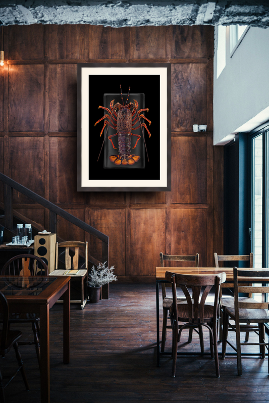 New Zealand Crayfish