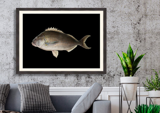 Porae on black background