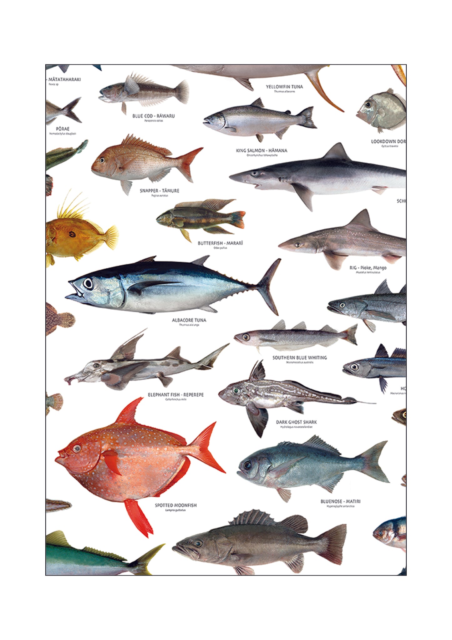 New Zealand Iconic Seafood Poster ( A1 size841mm x 594mm)