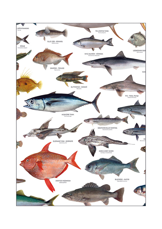 New Zealand Iconic Seafood Poster ( A1 size841mm x 594mm)