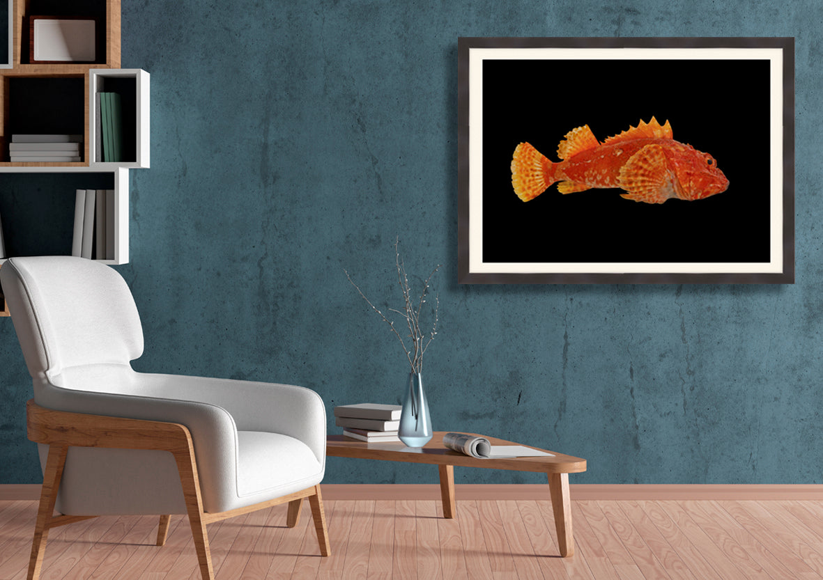 Scarpie on black background