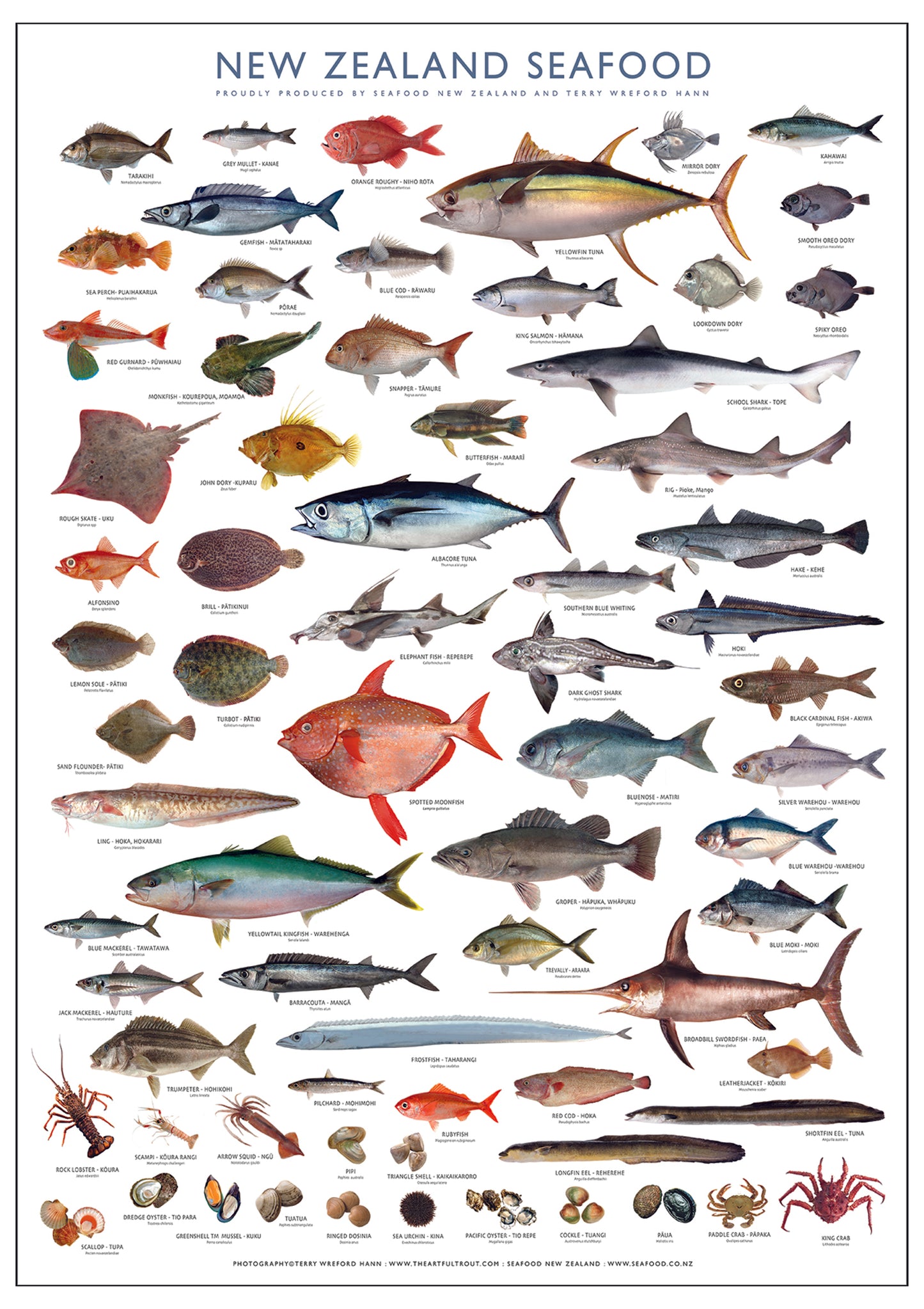 New Zealand Iconic Seafood Poster ( A1 size841mm x 594mm)