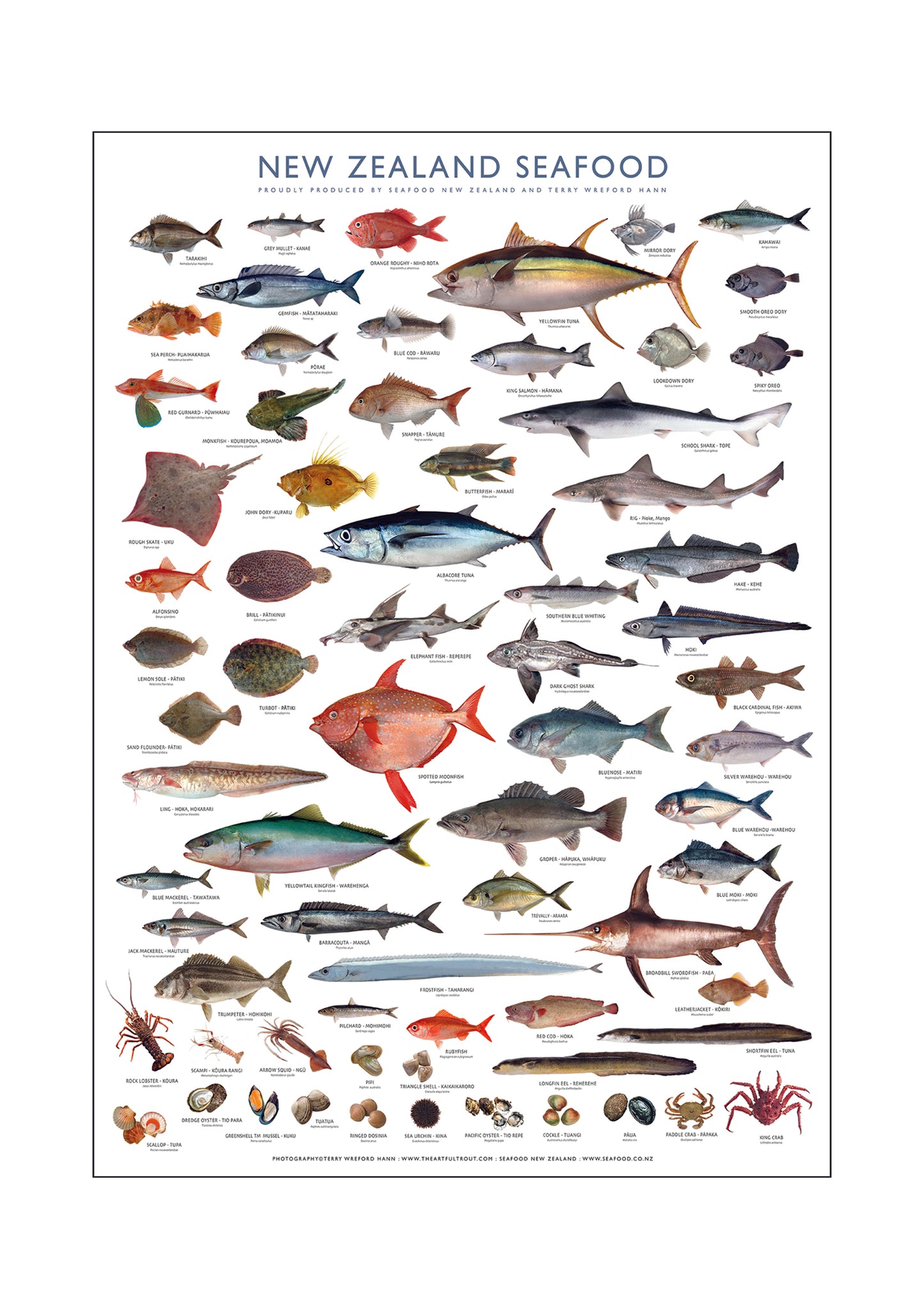 New Zealand Iconic Seafood Poster ( A1 size841mm x 594mm)