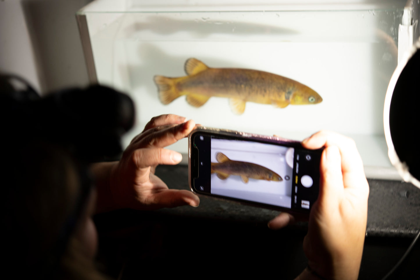 Freshwater life of Aotearoa poster A1 size (841mm x 594mm)