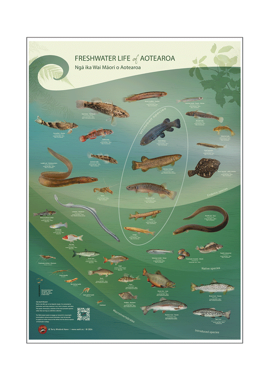 Freshwater life of Aotearoa poster A1 size (841mm x 594mm)