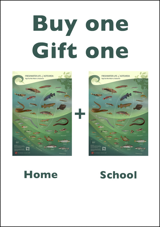 Freshwater life of Aotearoa poster for schools- Buy one Gift one
