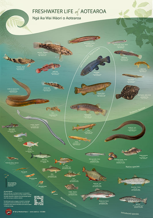 Freshwater life of Aotearoa A2 Archival print