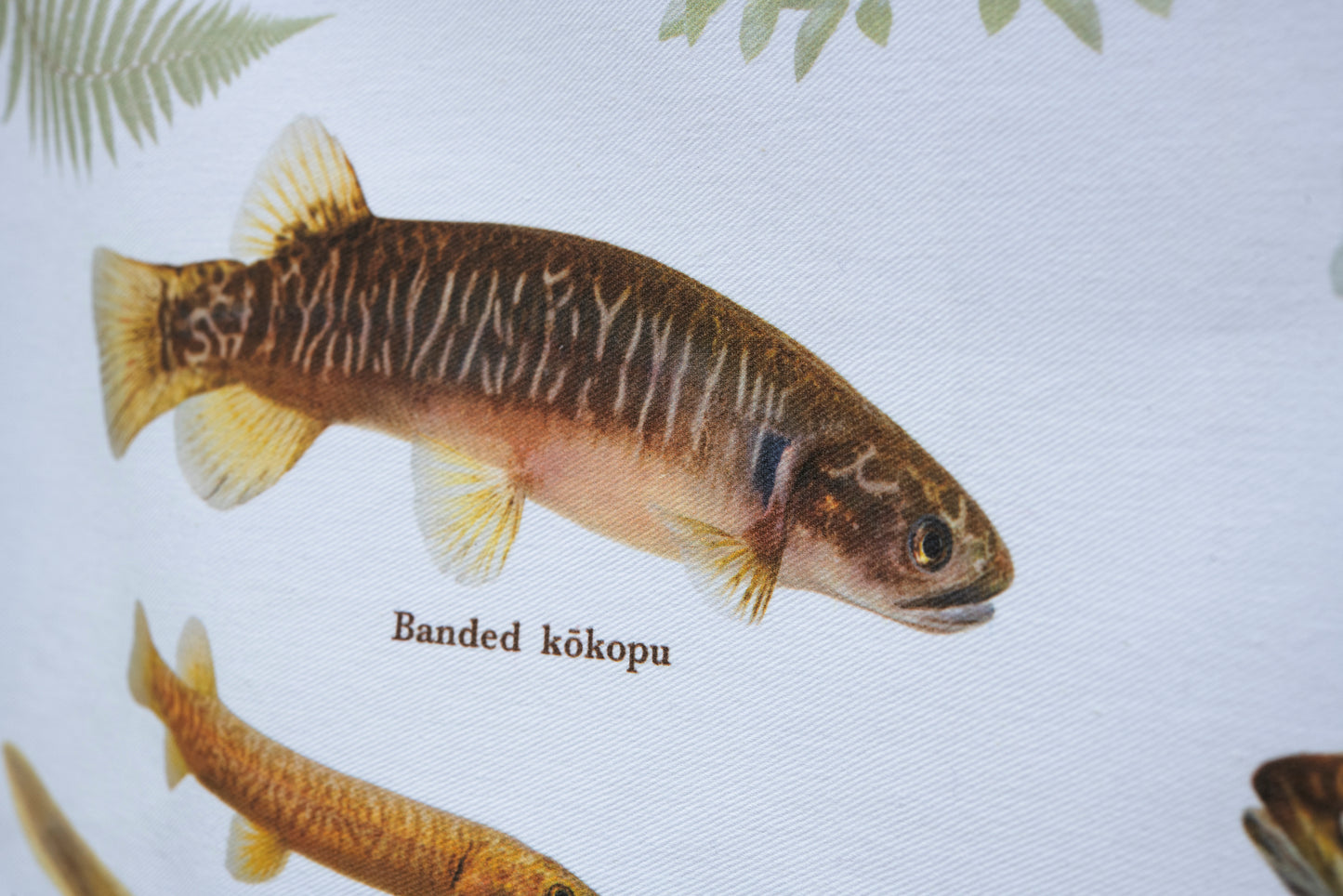 Native & Endemic Freshwater Fish of Aotearoa T-Towel