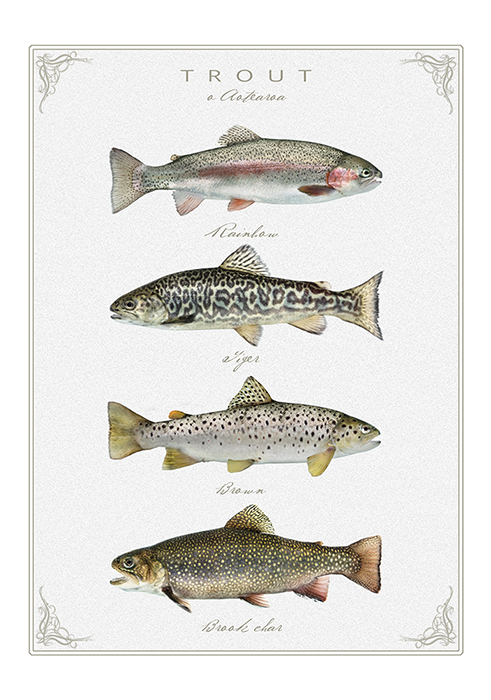 Trout of Aotearoa