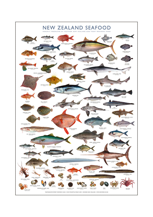 New Zealand Iconic Seafood Poster ( A1 size841mm x 594mm) – The Artful ...
